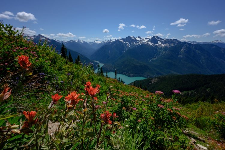 Wildflowers grow along a mountain slope overlooking a green lake and snow-capped mountain peaks.