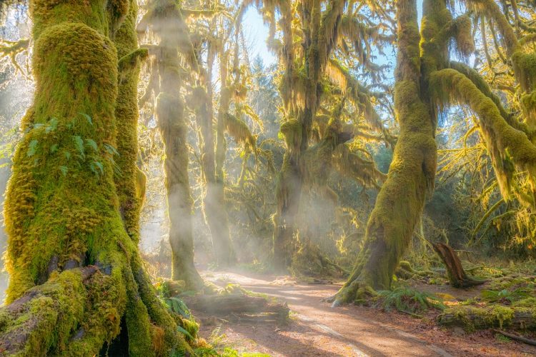 A forest of misty, moss-covered trees.