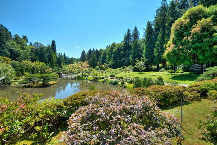 A meadow with a pond is surrounded by green trees.